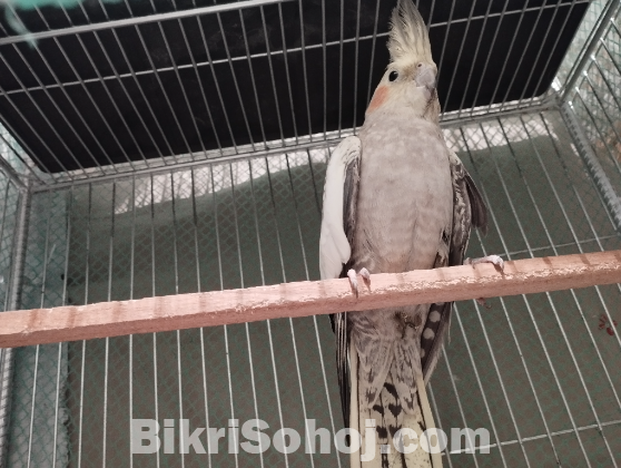 Cockatiel Bird